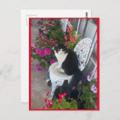 Tuxedo Katze Niedlich mit Hübschen Blume Postkarte (Vorne/Hinten)