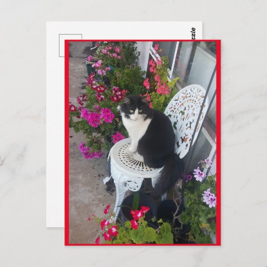 Tuxedo Katze Niedlich mit Hübschen Blume Postkarte (Vorne/Hinten)