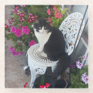 Tuxedo-Katze Niedlich mit hübschen Blumen Schwarze Glasuntersetzer