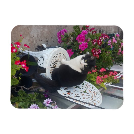 Tuxedo Katze Niedliche Hübsche Blume Katzen Geburt Magnet (Horizontal)