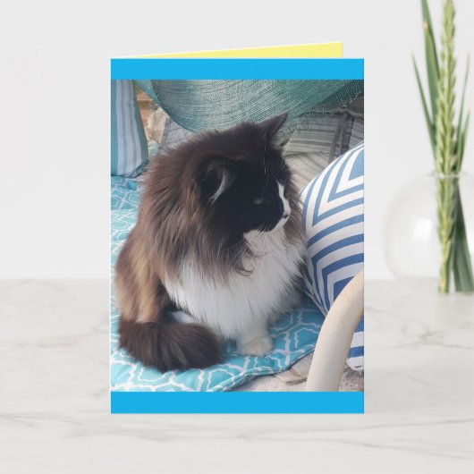 Tuxedo Katze Niedliche Hübsche Katzen Blau Geburts Karte (Vorderseite)