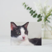 Tuxedo-Katze Postkarte (Stehend Vorderseite)