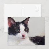 Tuxedo-Katze Postkarte (Vorne/Hinten)
