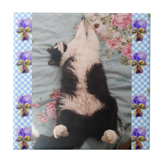 Tuxedo Katze Schlafen Funny Cats violette Keramik  Fliese (Vorderseite)