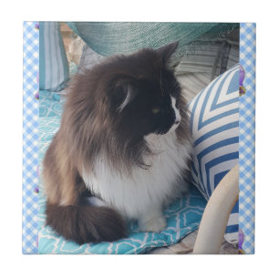 Tuxedo Katze Schwarz-weiße Furry Cats Keramik Til Fliese