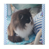 Tuxedo Katze Schwarz-weiße Furry Cats Keramik Tile Fliese (Vorderseite)