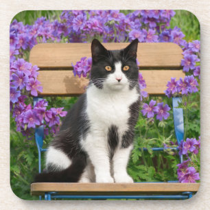 Tuxedo Katze sitzt auf einem Gartenstuhl mit Blume Getränkeuntersetzer