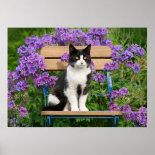 Tuxedo Katze sitzt auf einem Gartenstuhl mit Blume Poster