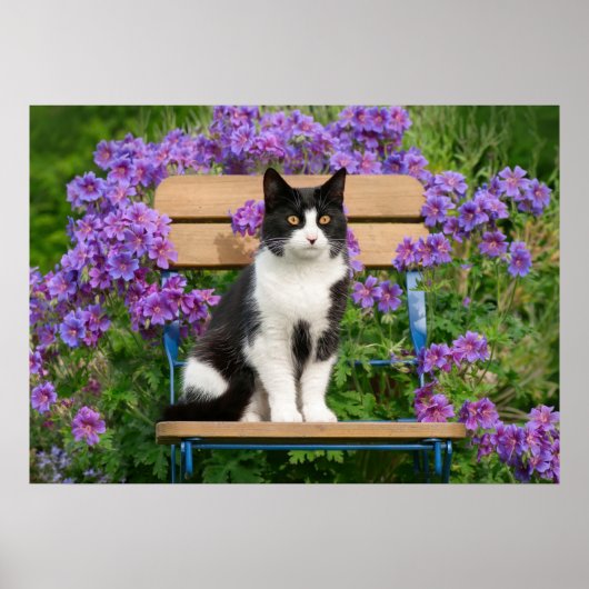 Tuxedo Katze sitzt auf einem Gartenstuhl mit Blume Poster (Vorne)