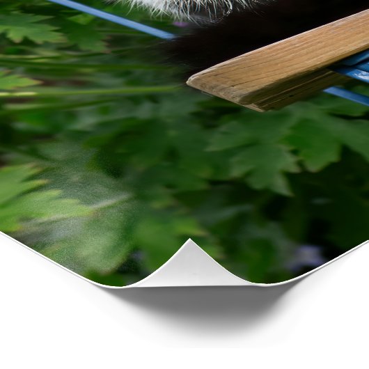 Tuxedo Katze sitzt auf einem Gartenstuhl mit Blume Poster (Ecke)