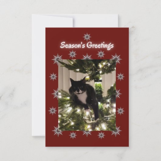 Tuxedo Katze spielt auf einem Weihnachtsbaum. (Vorderseite)