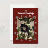 Tuxedo Katze spielt auf einem Weihnachtsbaum. (Vorne/Hinten)