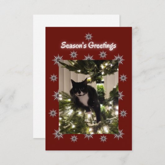 Tuxedo Katze spielt auf einem Weihnachtsbaum. (Vorne/Hinten)