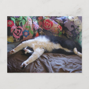 Tuxedo-Katze süß beim Mexikanische Welle machen Po Postkarte