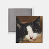 Tuxedo-Katzenmagnet Magnet (Vorderseite/Rückseite)