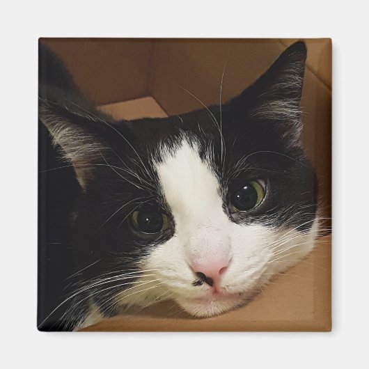 Tuxedo-Katzenmagnet Magnet (Vorne)