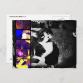 Tuxedo Kitten Foto Art Postkarte (Vorne/Hinten)