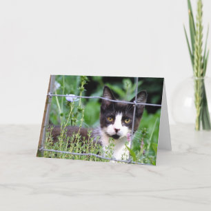 Tuxedo Kitten im Garten Grußkarte Karte
