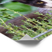 Tuxedo Kitten im Garten Poster (Ecke)