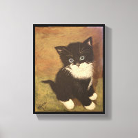 Tuxedo Kitten