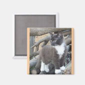 Tuxedo Kitten Magnet (Vorderseite/Rückseite)