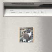 Tuxedo Kitten Magnet (In Situ (Geschirrspüler))