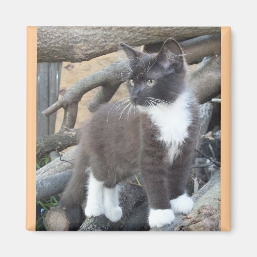 Tuxedo Kitten Magnet (Vorne)