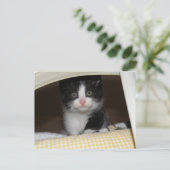 Tuxedo Kitten Postkarte (Stehend Vorderseite)