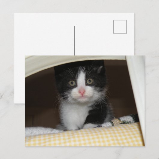 Tuxedo Kitten Postkarte (Vorne/Hinten)