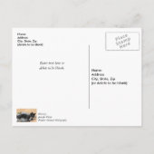 Tuxedo Kitten Tinsel und Lights Danke Postard Postkarte (Rückseite)