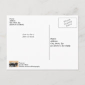 Tuxedo Kitten Tinsel und Lights Postcard Postkarte (Rückseite)