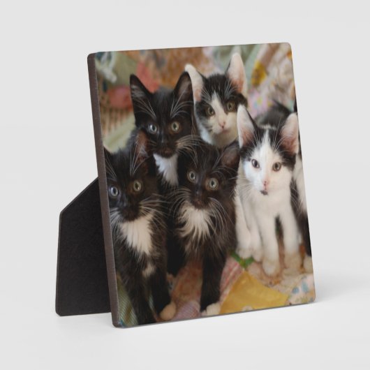 Tuxedo Kittens Fotoplatte (Vorderseite)