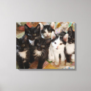 Tuxedo Kittens Leinwanddruck