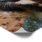 Tuxedo Kittens Poster (Ecke)