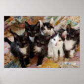 Tuxedo Kittens Poster (Vorne)