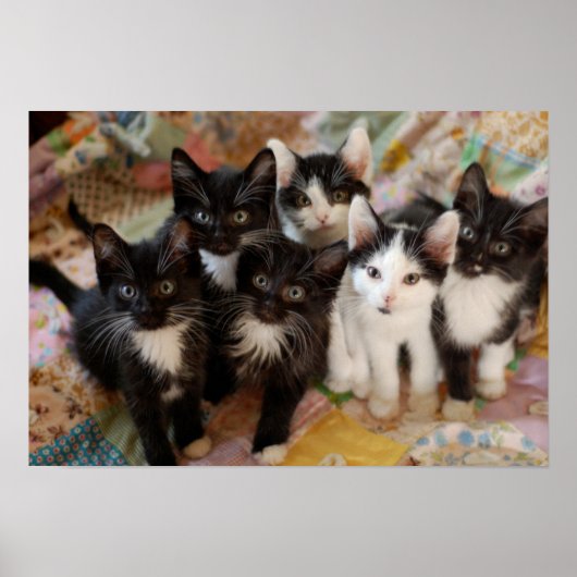 Tuxedo Kittens Poster (Vorne)