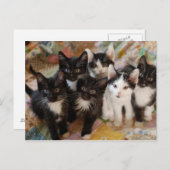 Tuxedo Kittens Postkarte (Vorne/Hinten)