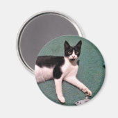 Tuxedo Kitty Magnet (Vorderseite/Rückseite)