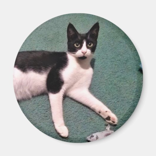 Tuxedo Kitty Magnet (Vorne)
