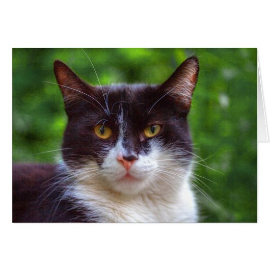 Tuxedo Portrait (Vorderseite (Horizontal))