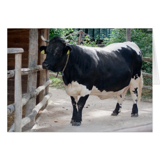 Tuxer Cattle (Vorderseite (Horizontal))