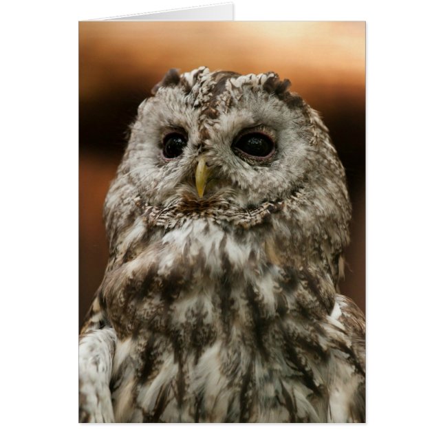 Twany Owl (Vorne)