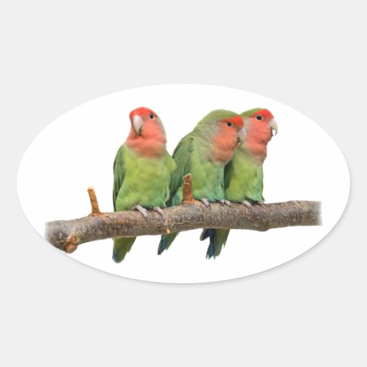 Tweet Trio Sticker (Vorderseite)