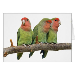 Tweeten Trio-Karte