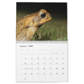 Twelve Months of Toads: 2022 Calendar Kalender (Jan 2027)