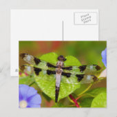 Twelve-spotted Skimmer Postkarte (Vorne/Hinten)
