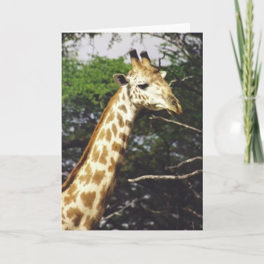 Twiga Masai (Masai-Giraffe) Karte (Vorderseite)