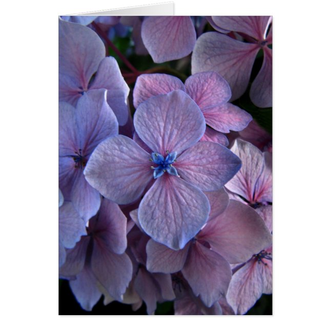 Twightlight Hydrangea (Vorne)
