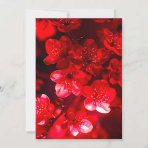 Twilight Cherry Blossom Glow Feiertagskarte