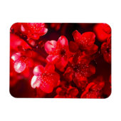 Twilight Cherry Blossom Glow Magnet (Horizontal)